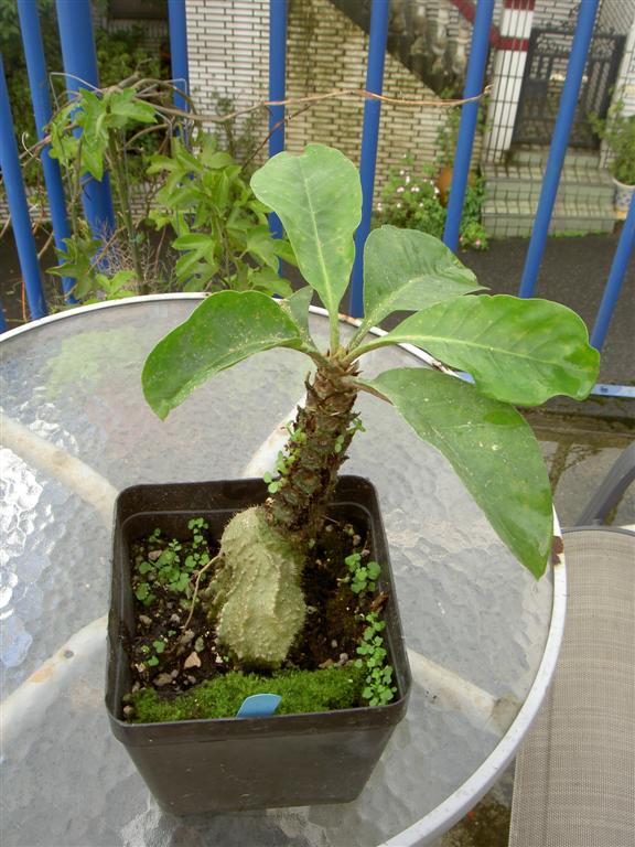 Myrmecodia echinata, seedlings on stem 1